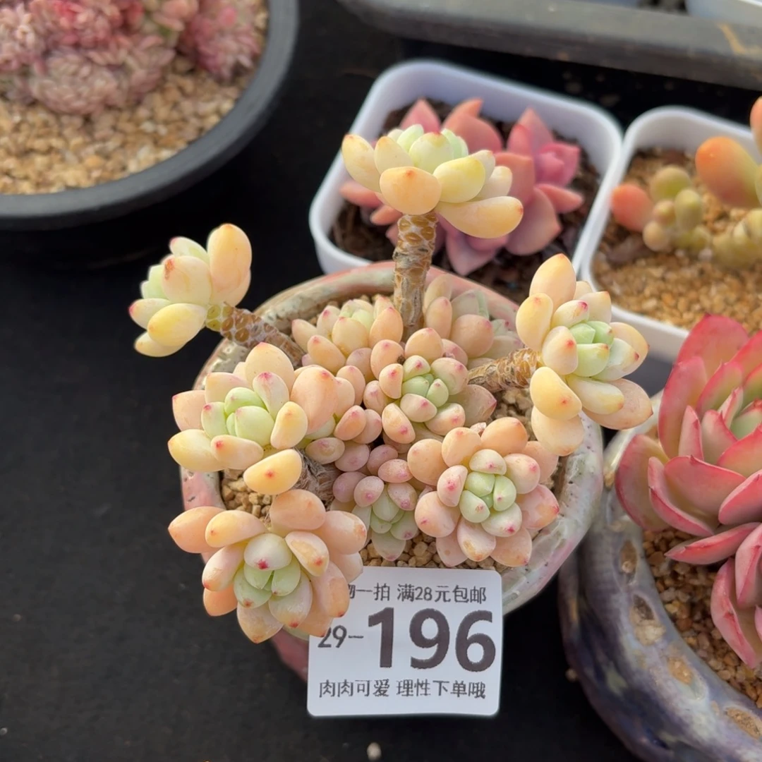 樱花罗琦无盆土发货无