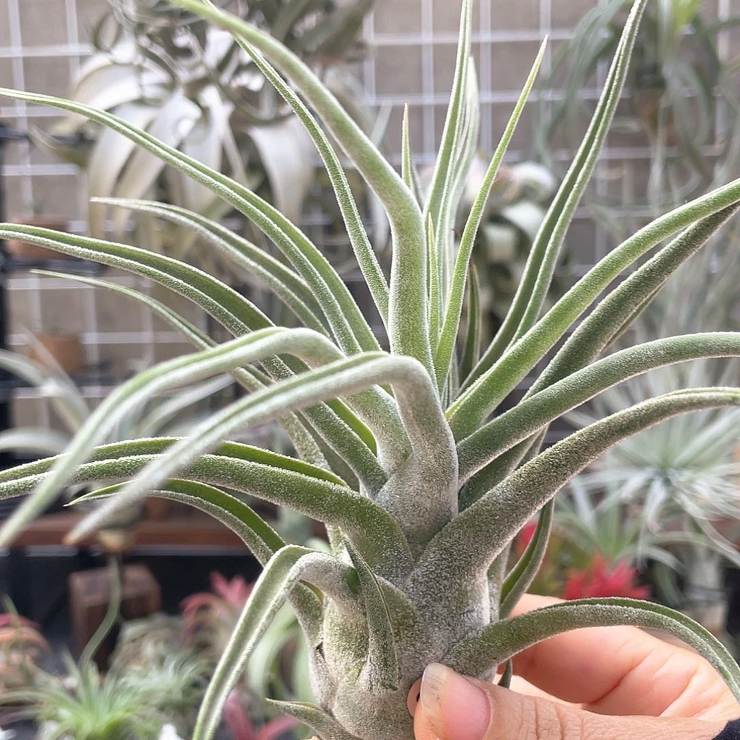 坐美人20号空气凤梨