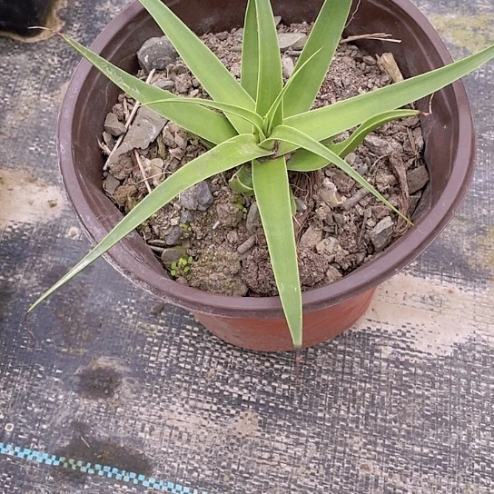 G龙舌兰绿色植物