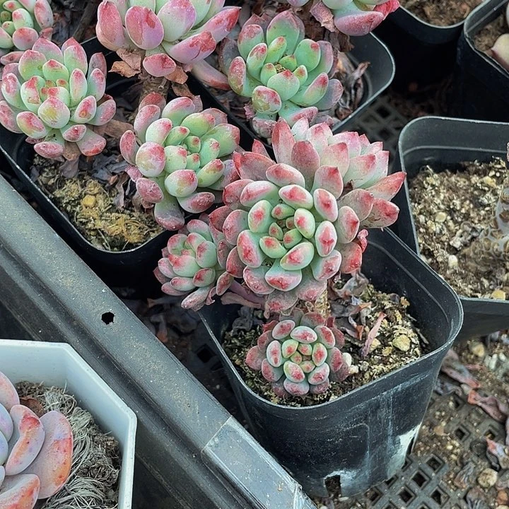 6.5方烂苹果群带盆