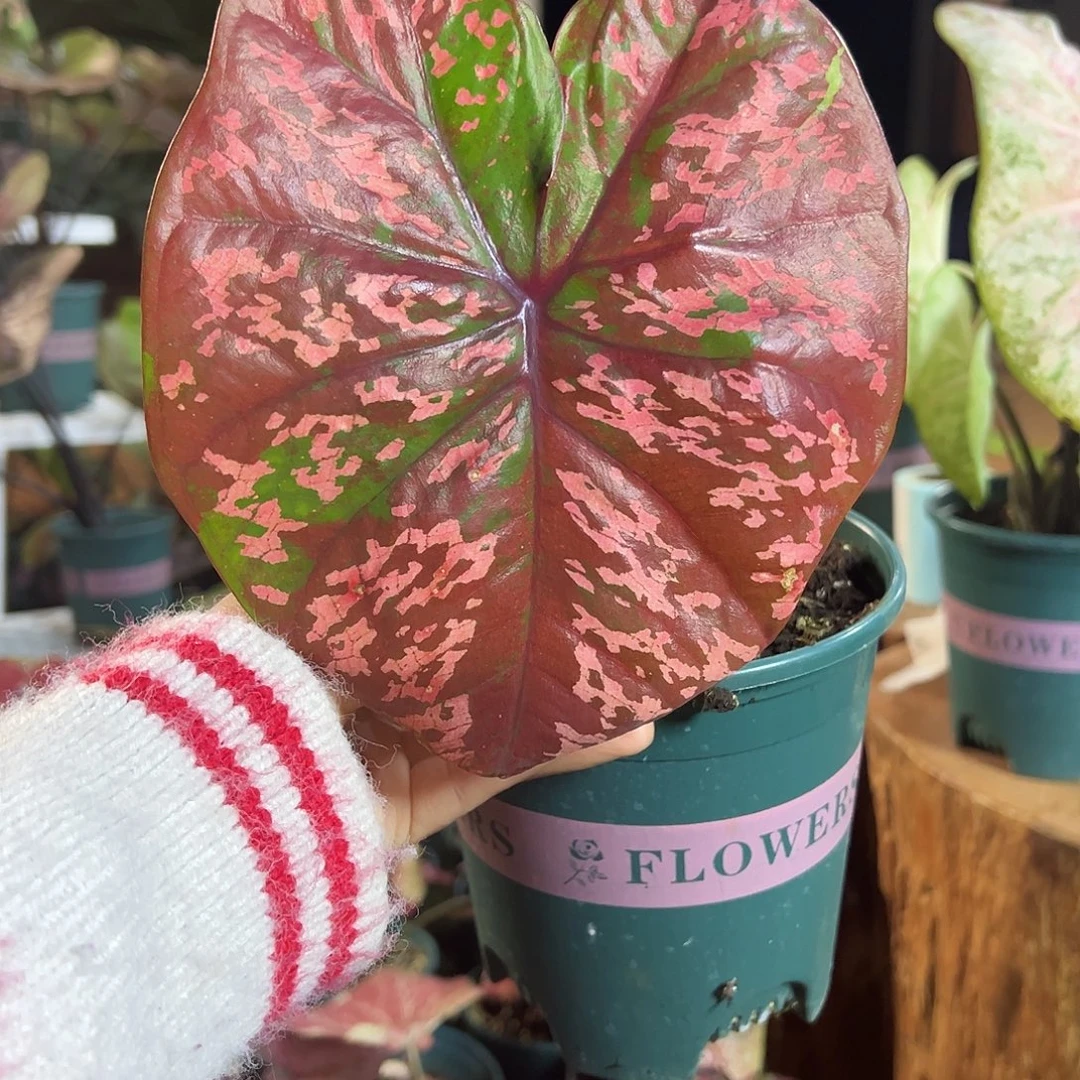 无花朵紫底粉版养定81