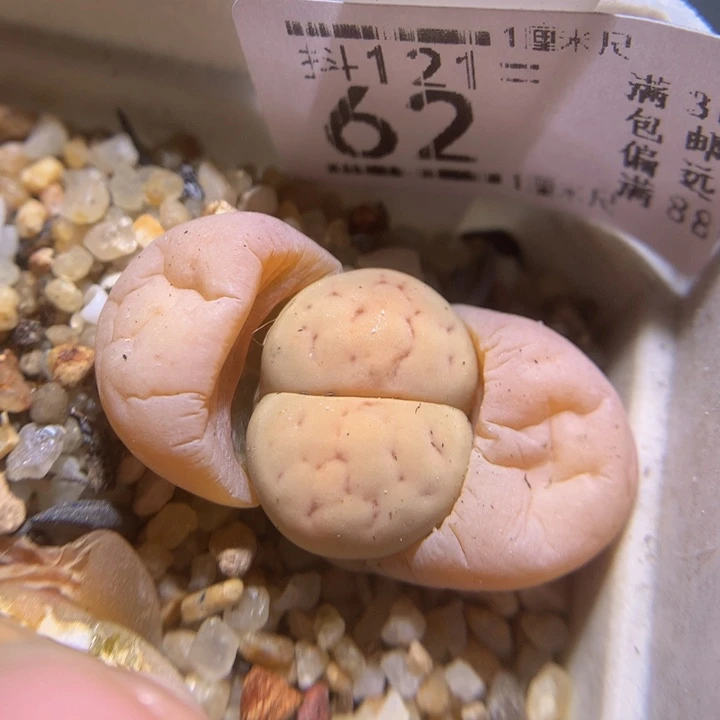 精品生石花121.62留蝶