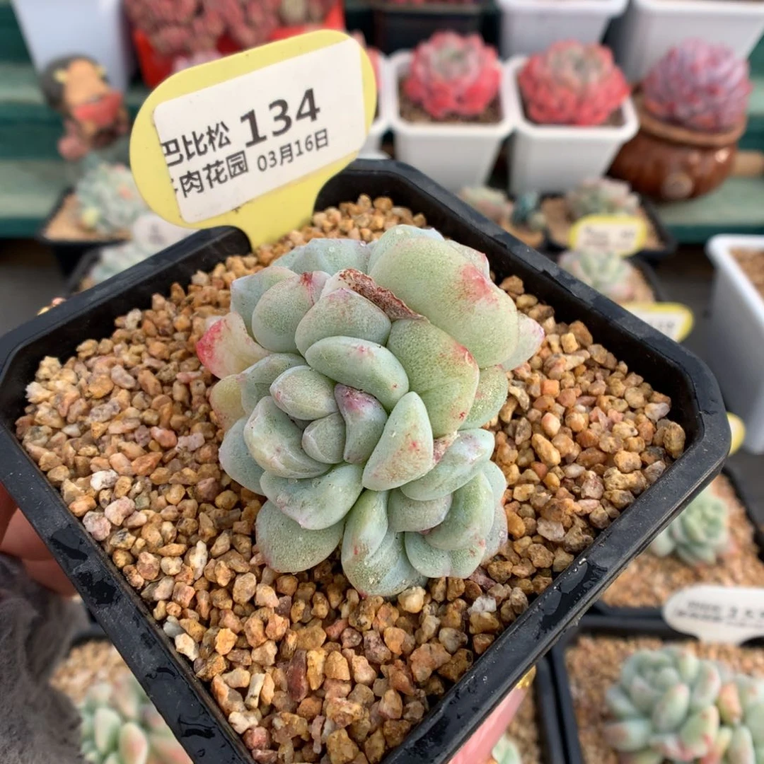 134三头 冰玉石化多肉植物