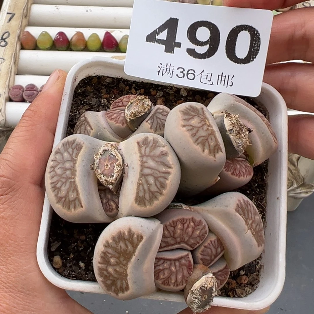 3.8好看的多肉脱土发货490