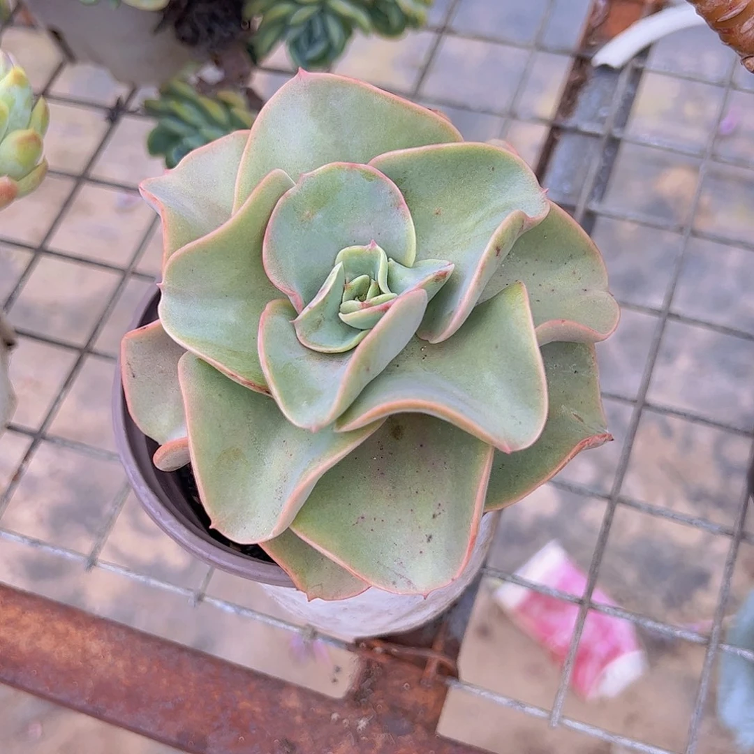 混沌皮大单头精品贵货