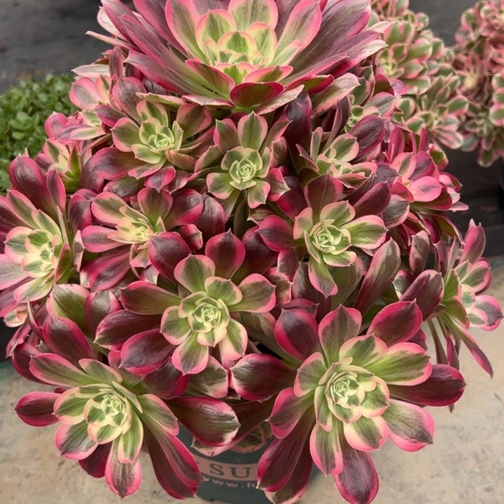 364男神32厘米左右多肉