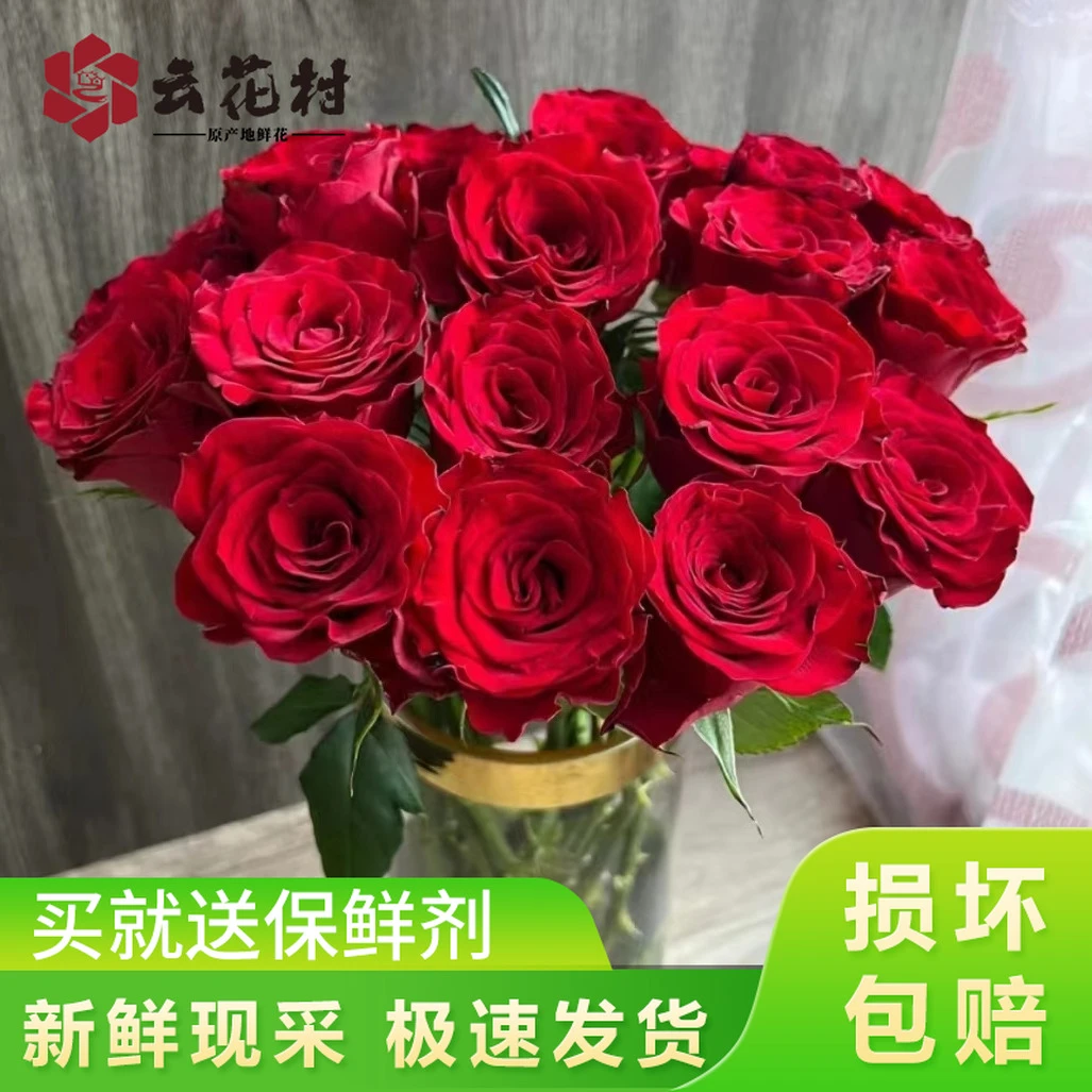 【宠粉福利】高原红玫瑰【全店任意两件发顺丰京东】云南直发家用鲜花