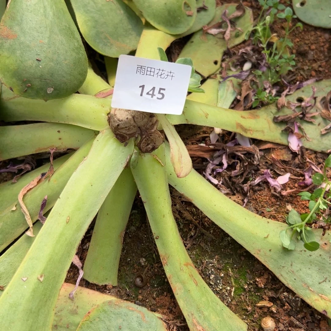 精品多肉植物145营养生根液