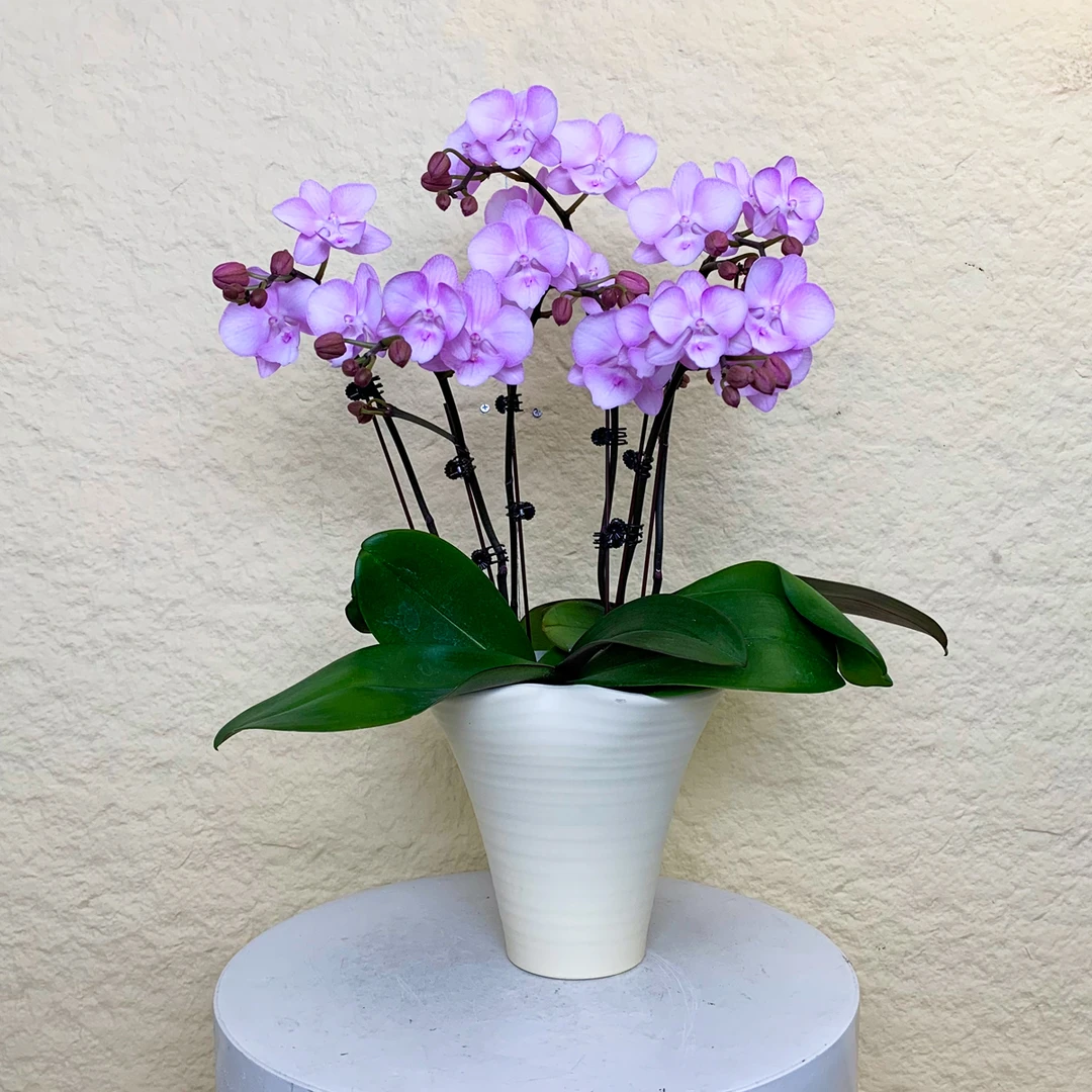 【神仙姐姐】稀有蝴蝶兰 大花舌 粉色渐变系 轻奢高级感花卉