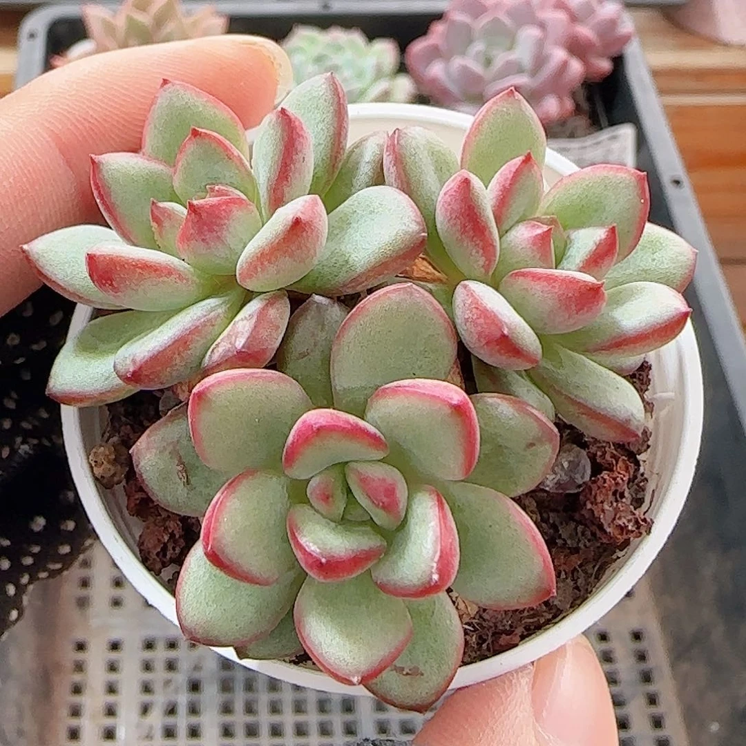 多肉1008--188亚当