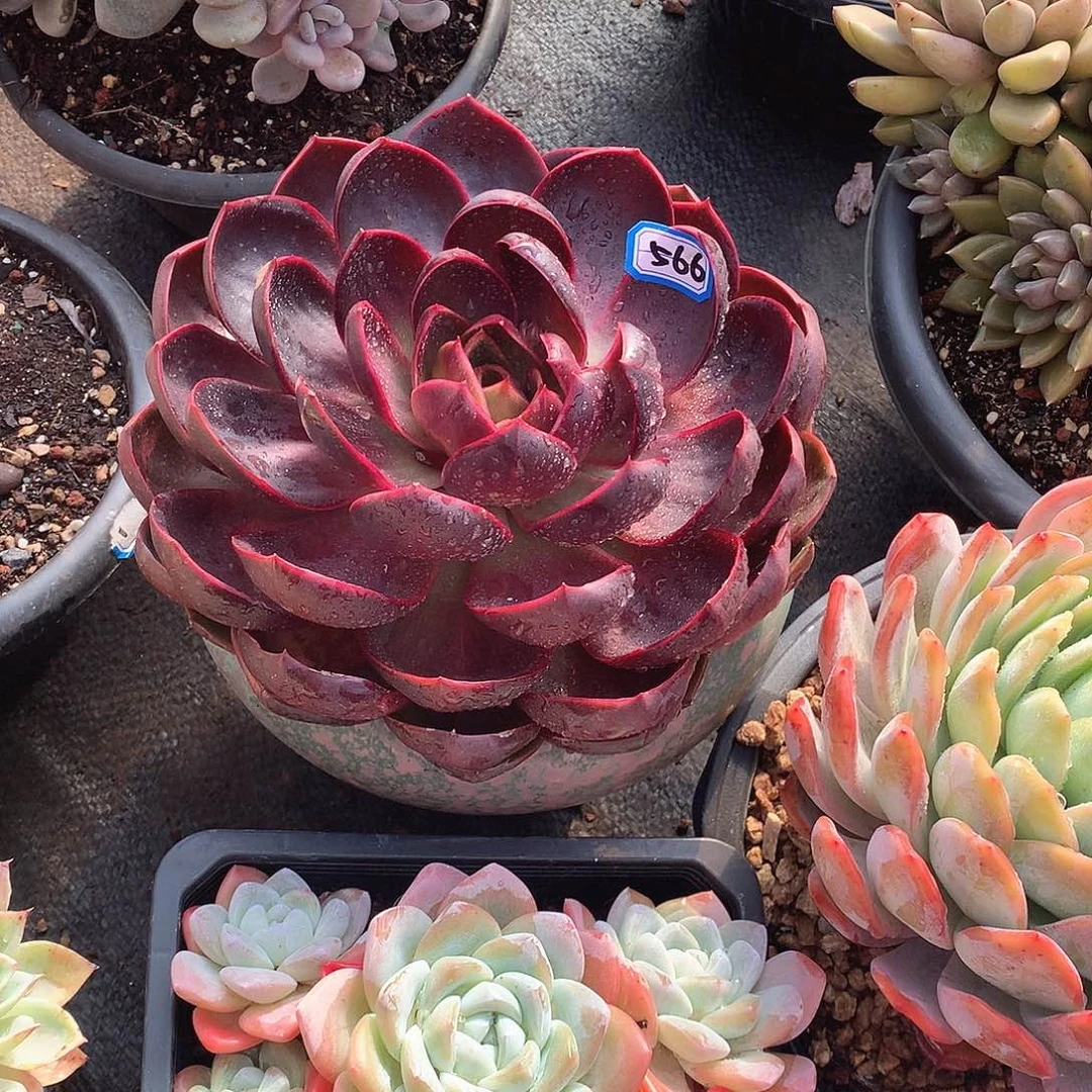 466红灯 一物一拍多肉