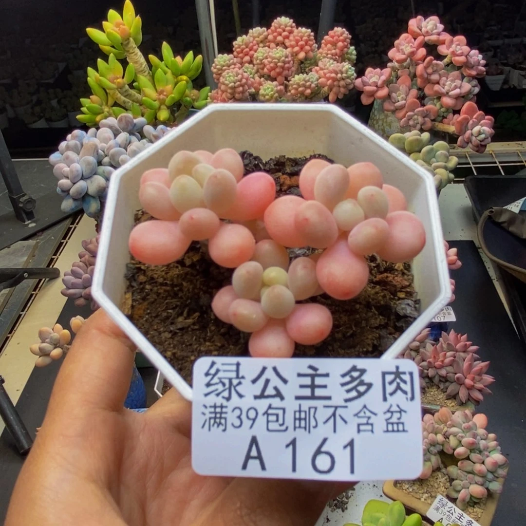 161冰淇淋鱼子酱多肉4c m