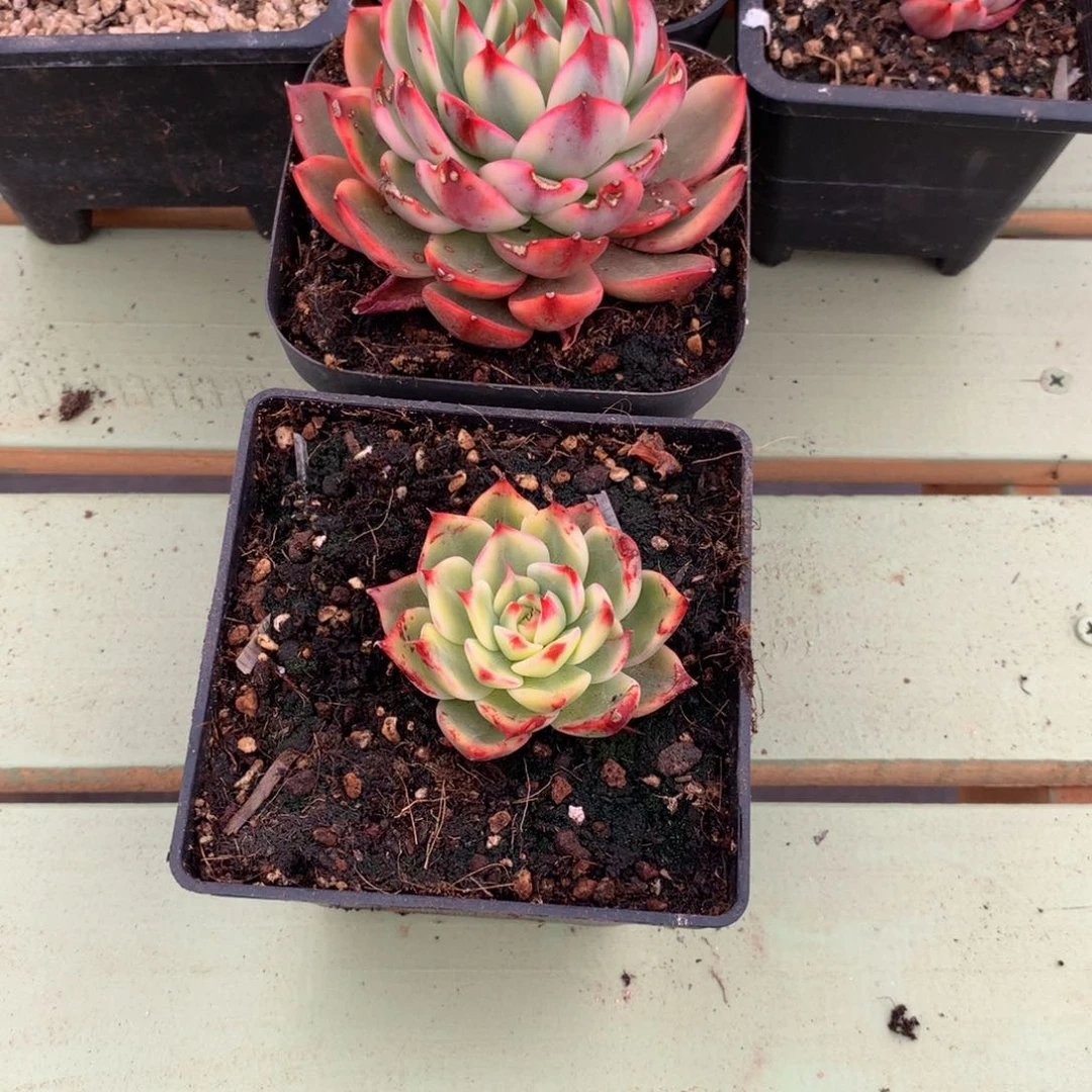 乐**i桃花锦锦上园艺一物一拍