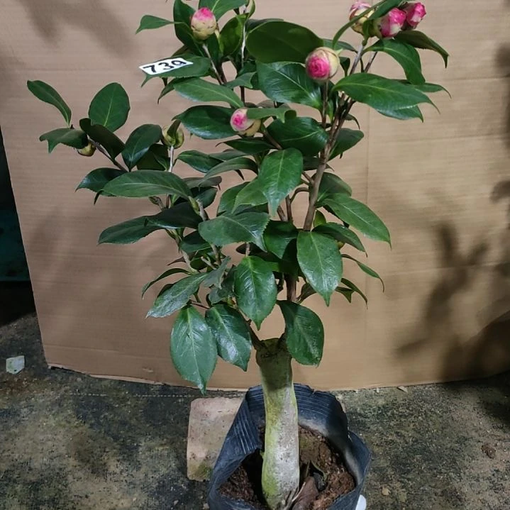 739海伦，原盆原土发货
