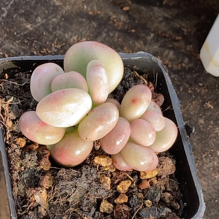 W*Z油煎丸子多肉植物