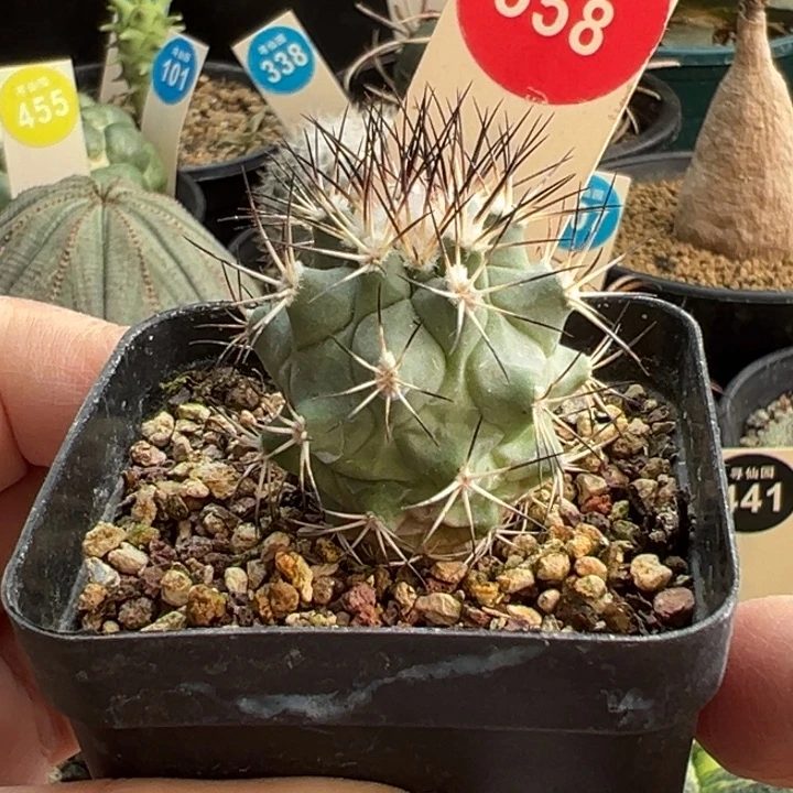 实生强刺黑枪玉一棵3cm