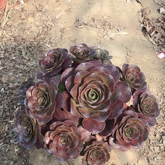 魅金玫瑰法师多肉植物5