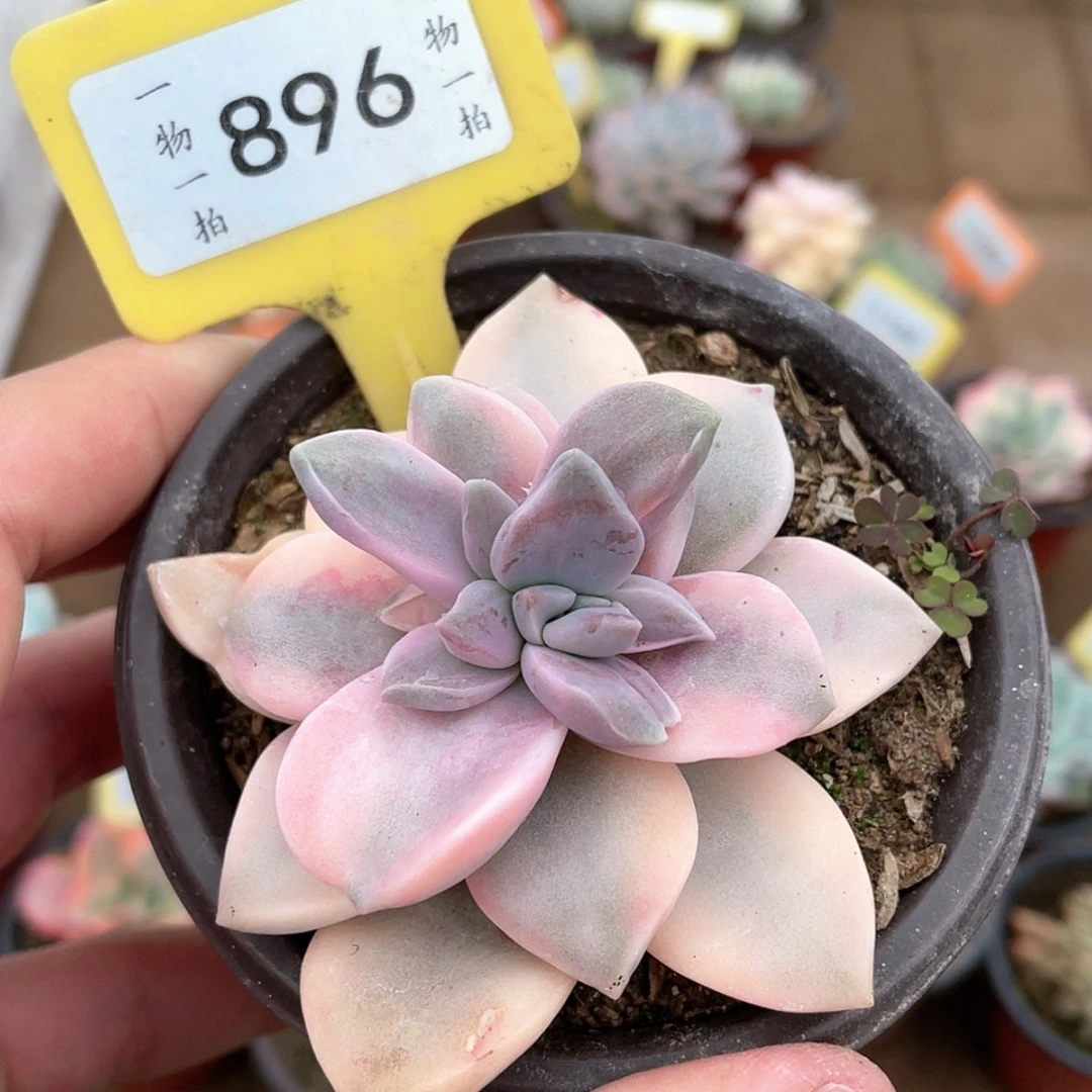 【闪购商品】896号