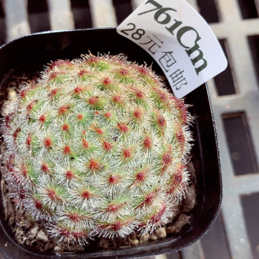 5厘米盆精控多肉761