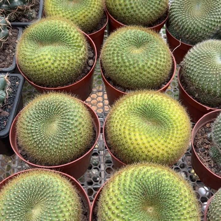 金雪光。  随机一颗