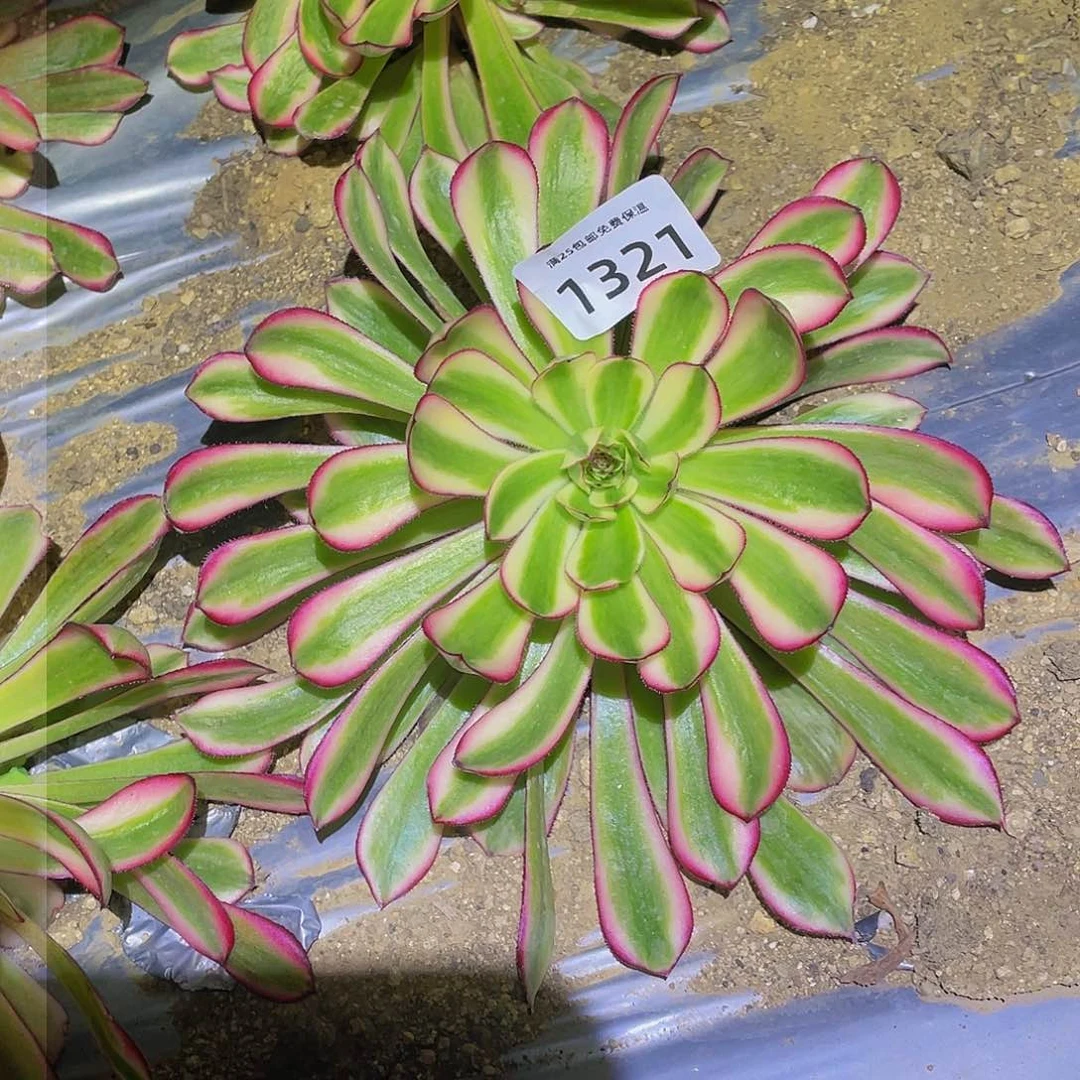 1321白月光多肉植物