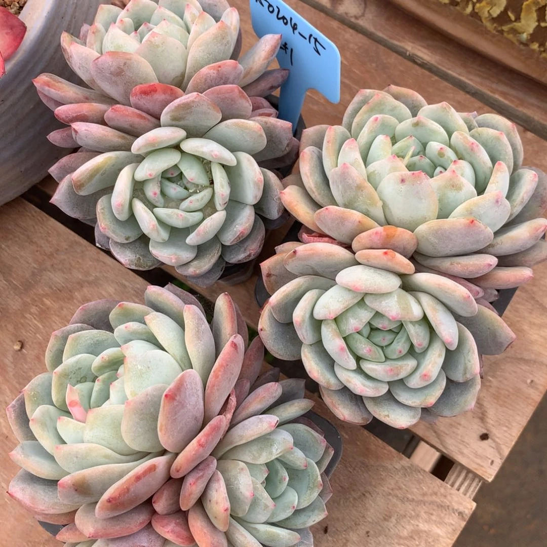 悟***~350204-15橙子3