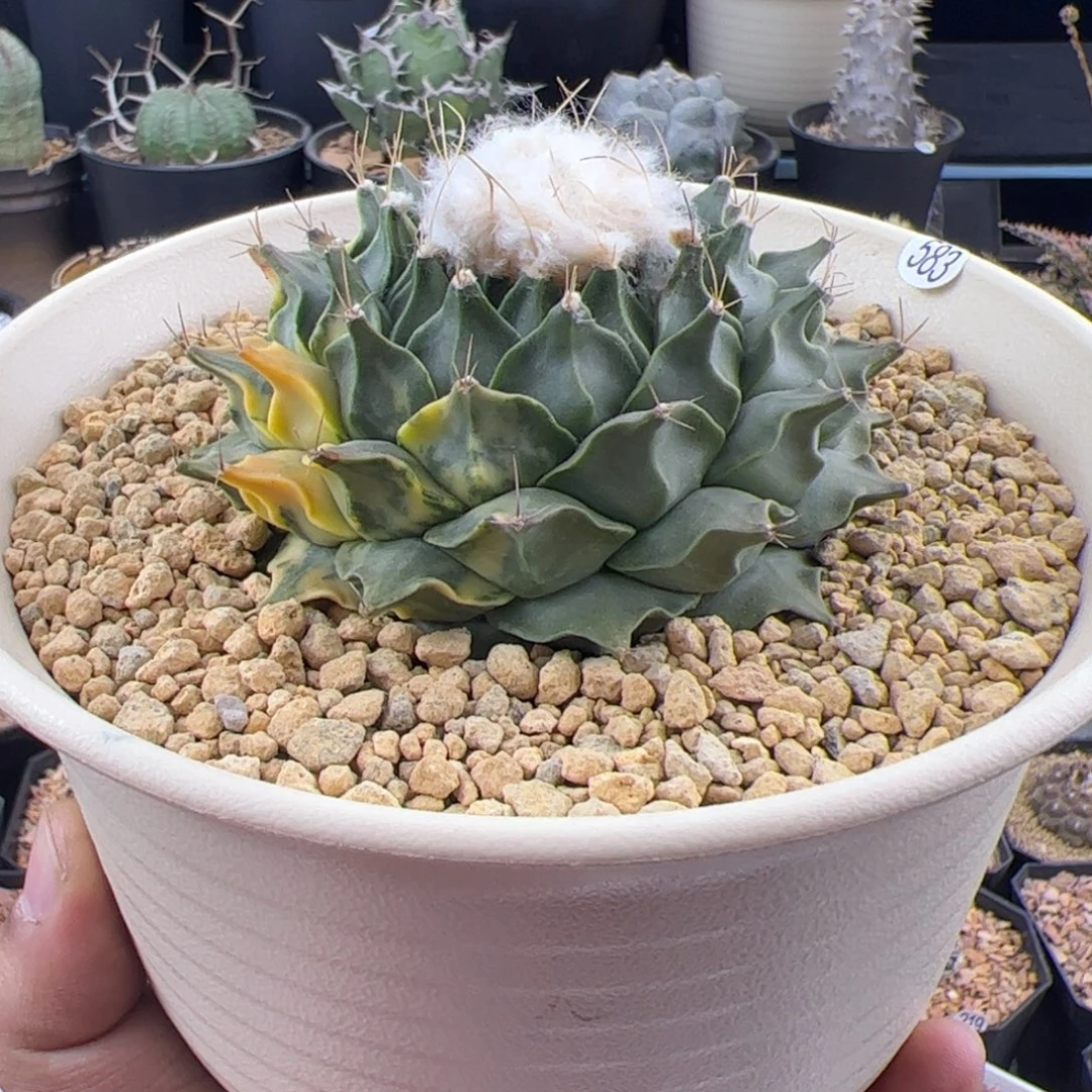 帝冠锦实生9一物一拍583