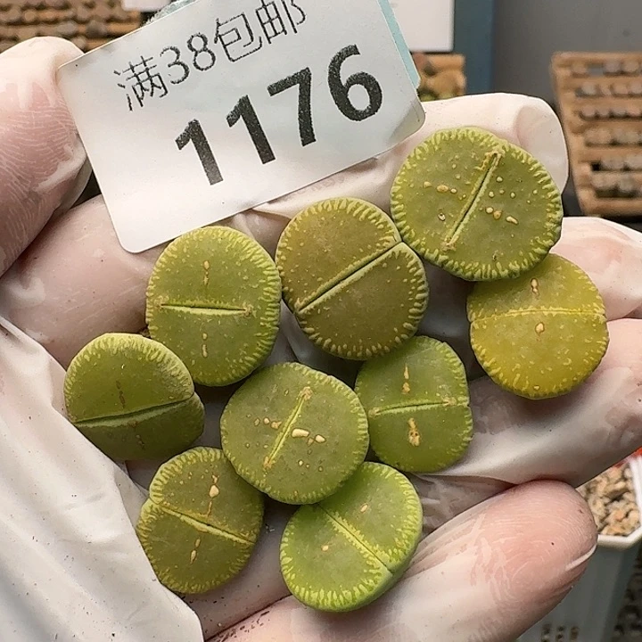 1174清框特价绿光阳