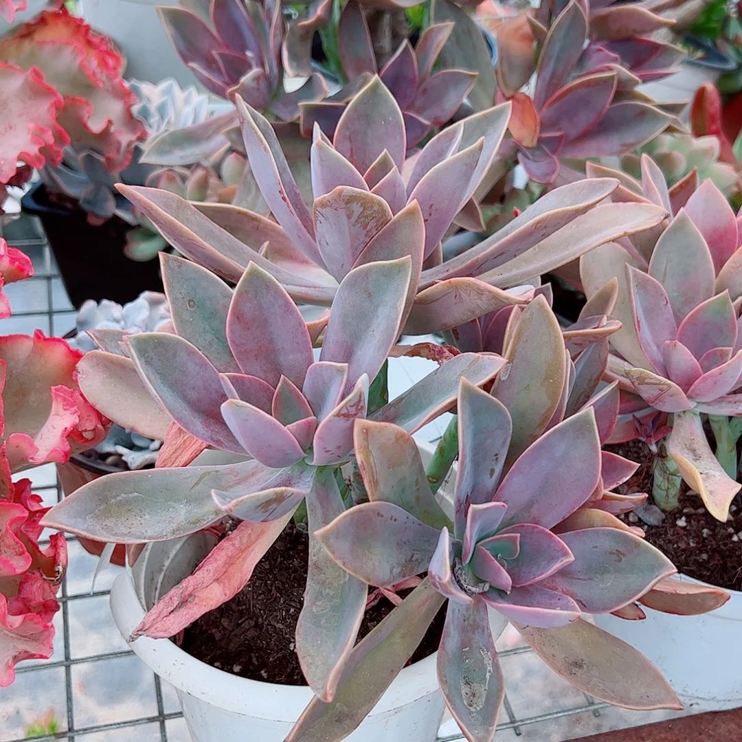 太妃糖 大单头带崽老桩