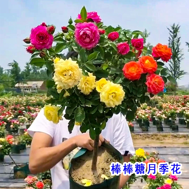 【开播福利】基地直发多色棒棒糖月季花包对版