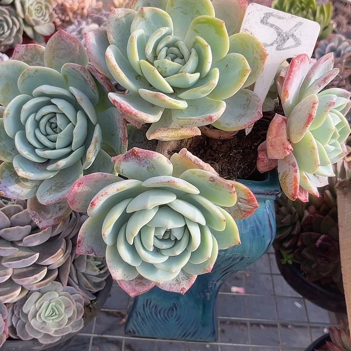 两单包邮，一物一拍56凤橙