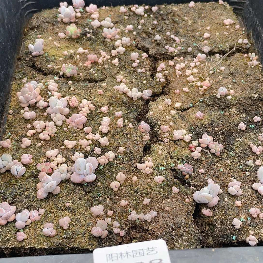 多肉植物多肉植物628