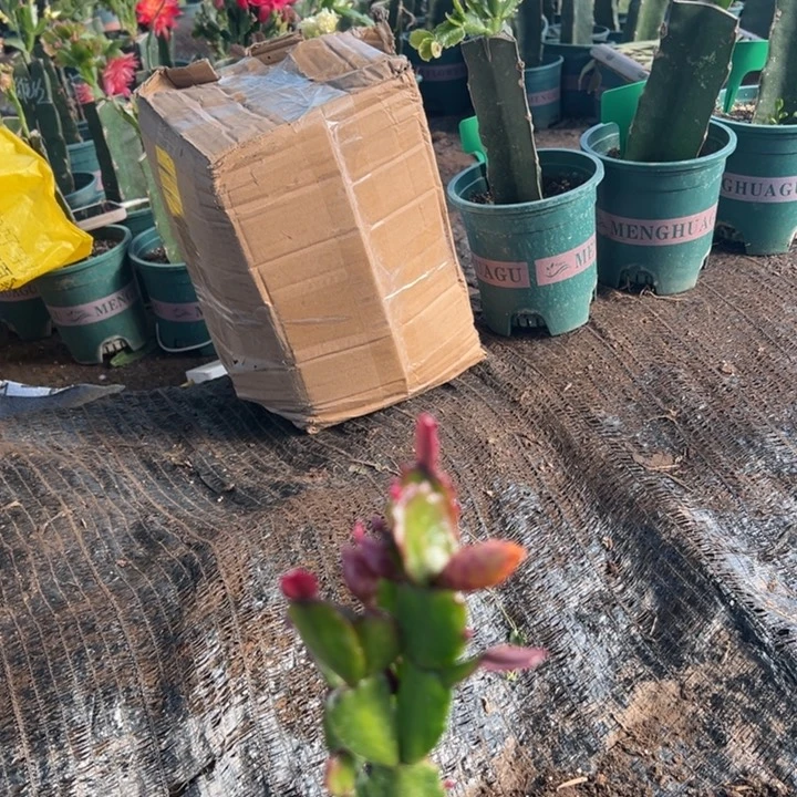 花***姐10号037黄色花朵00000