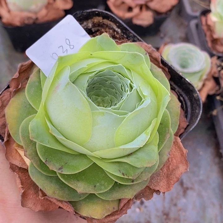 山地玫瑰矮胖大桃子038