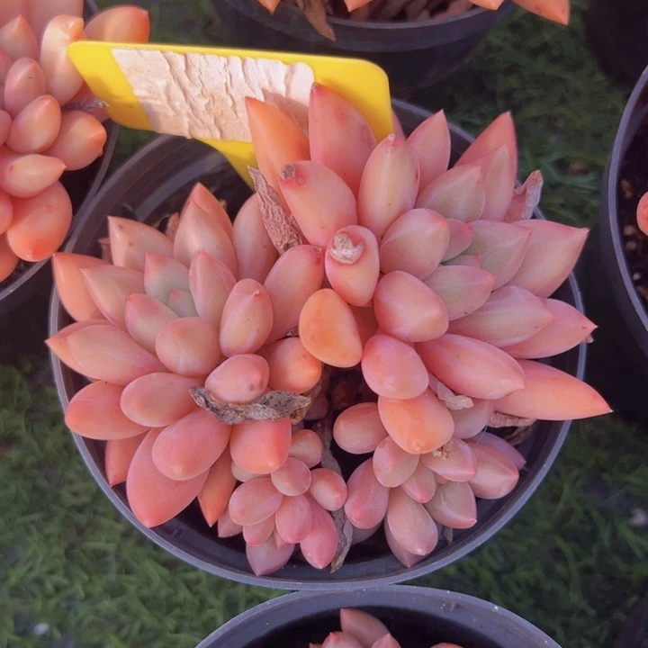 健健康康平平安安