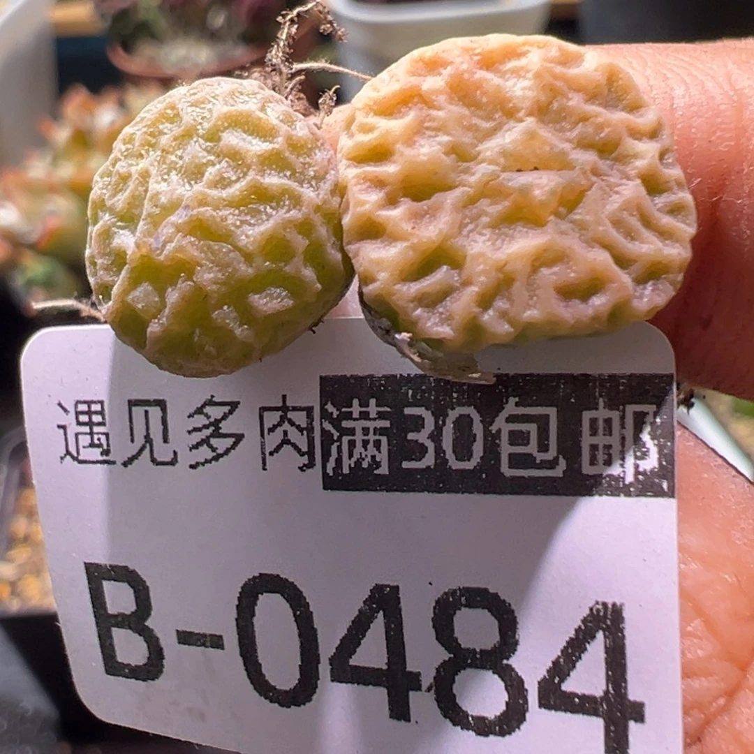 9479 多肉植物111111111111111