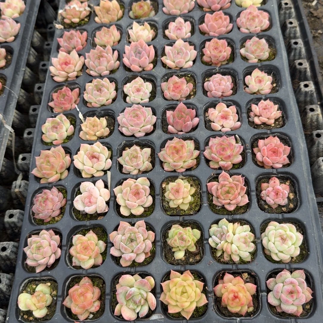 未选育珍妮穴盘一盘量拍17-35