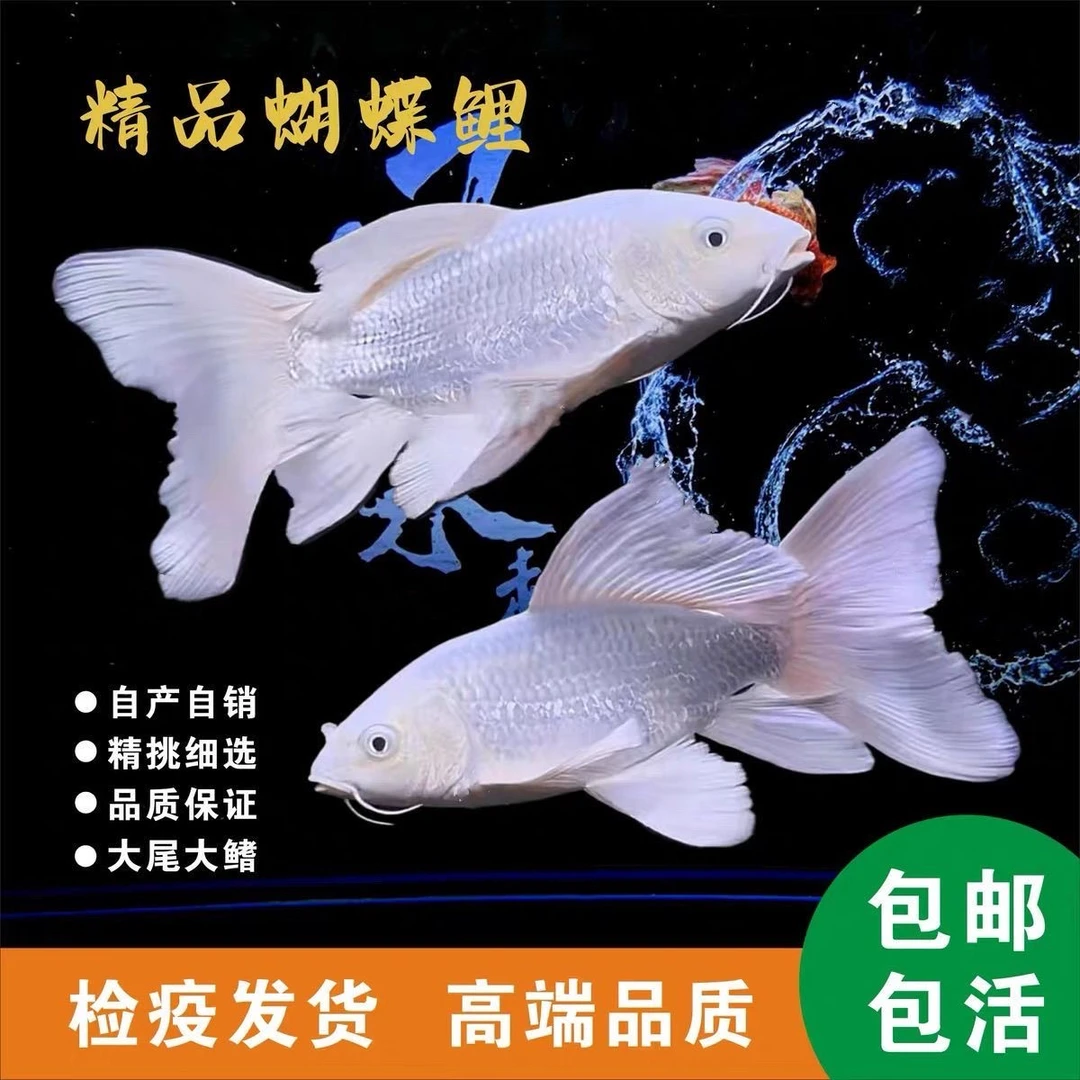 天花板纯种白色蝴蝶鲤普身10-15厘米【直播间一物一拍】