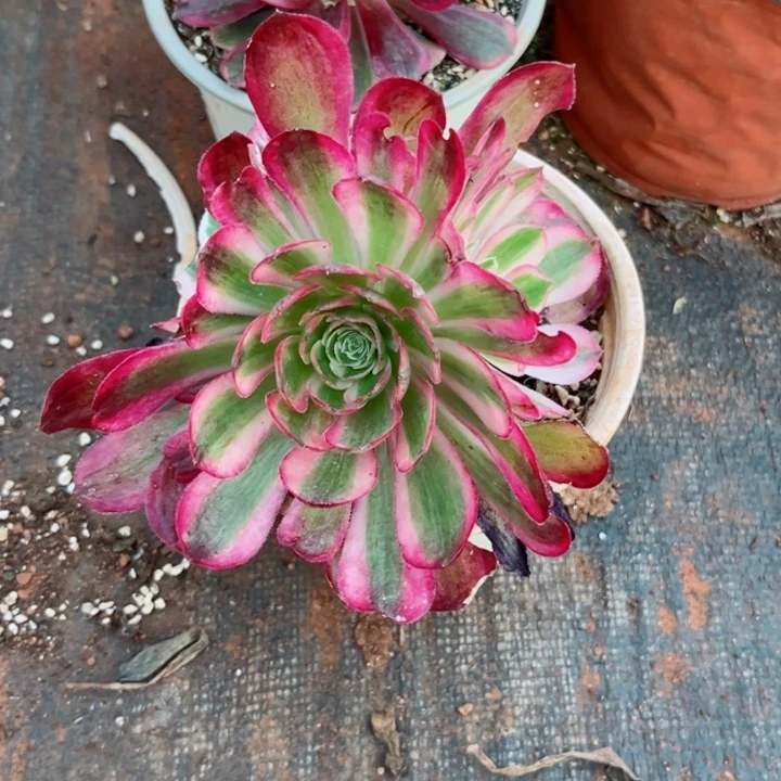 孔雀翎8923多肉植物