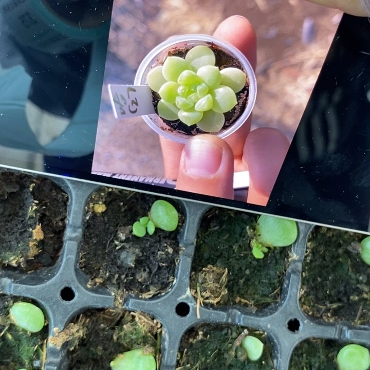 哈财富27芽苗一个多肉