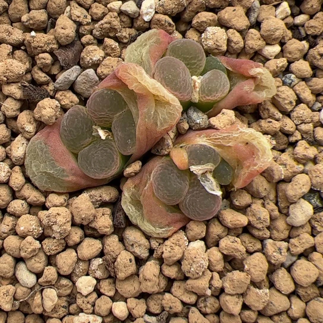 0637号粉樱1453.9 多肉植物