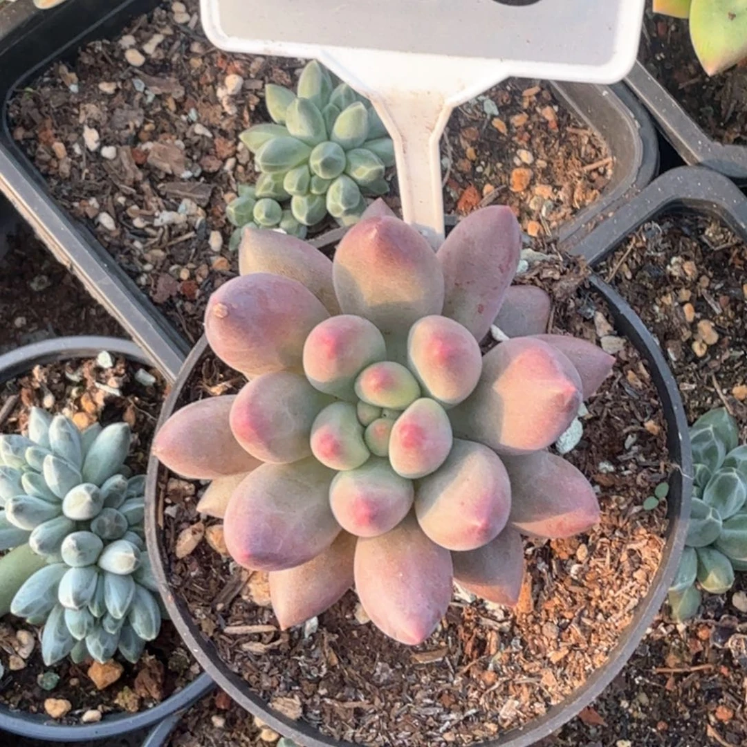 金玉姬多肉植物638