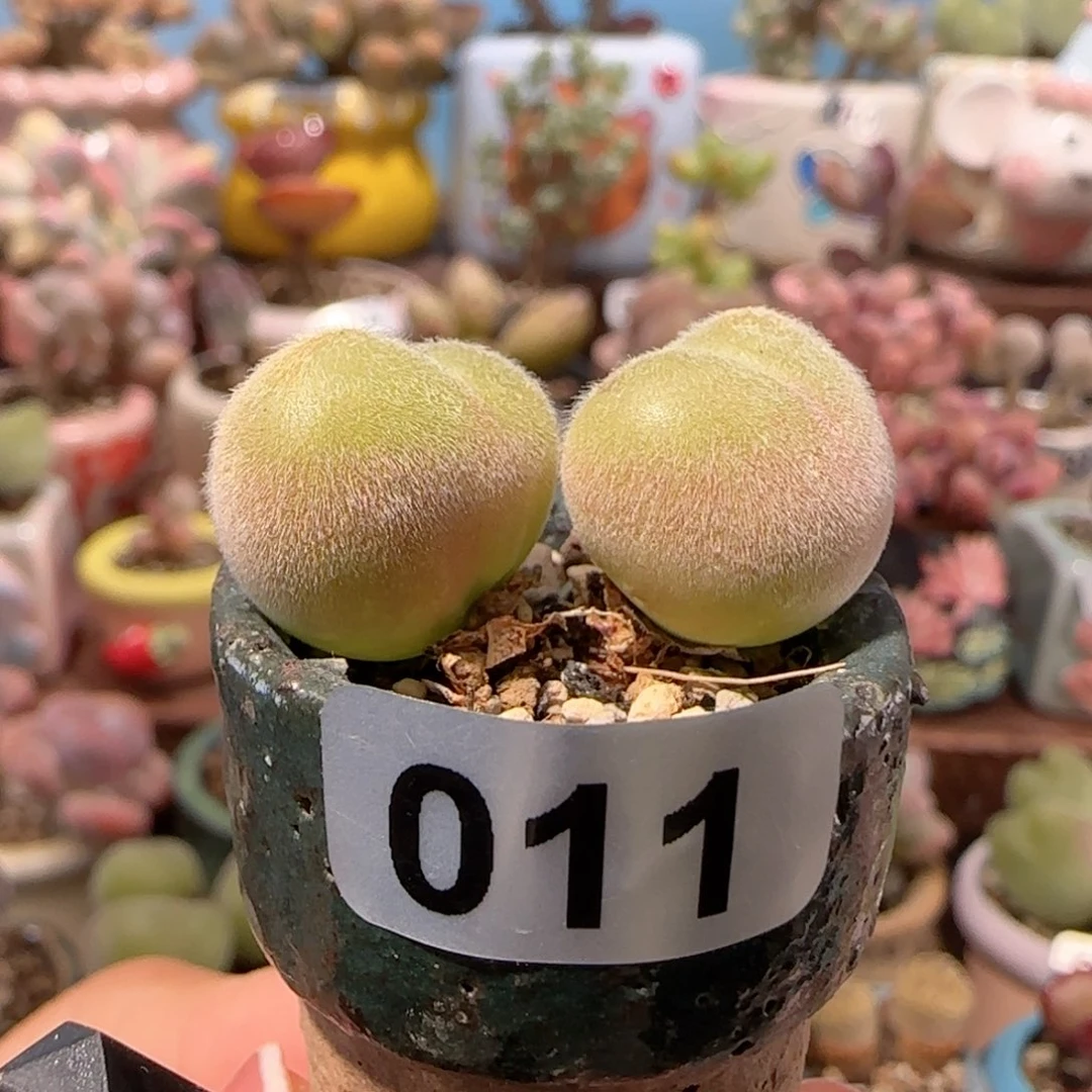 T可爱毛翠滴盆口2cm