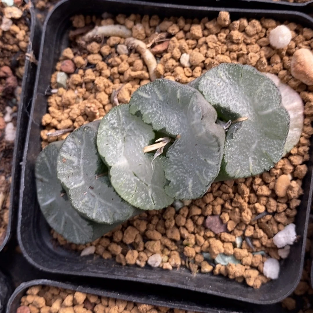 一颗牛逼玉扇。