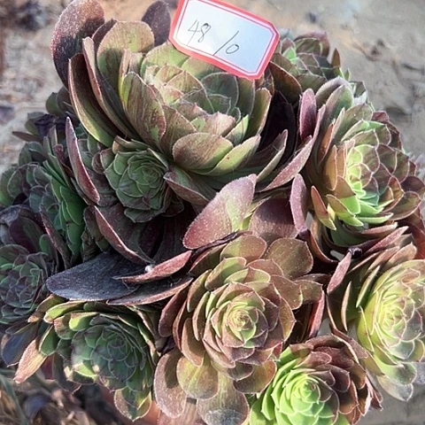 多肉植物花月夜48