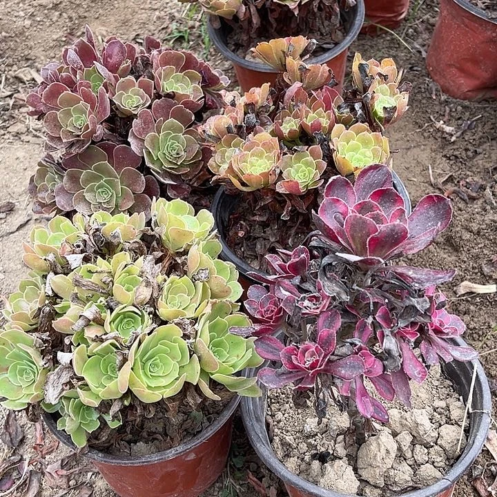 4棵玫瑰玫瑰玫瑰玫瑰