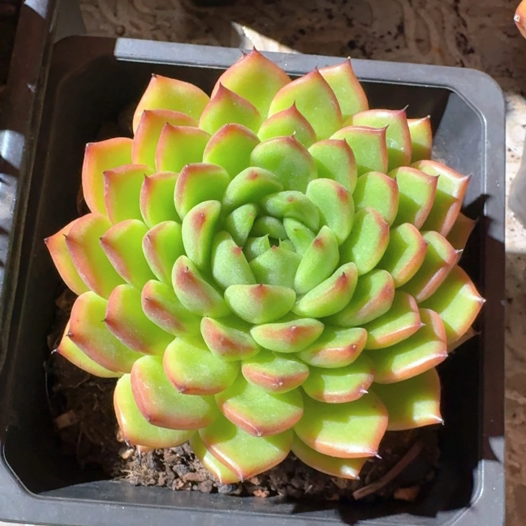 东云叠叶多肉（38包邮偏远地区128包邮