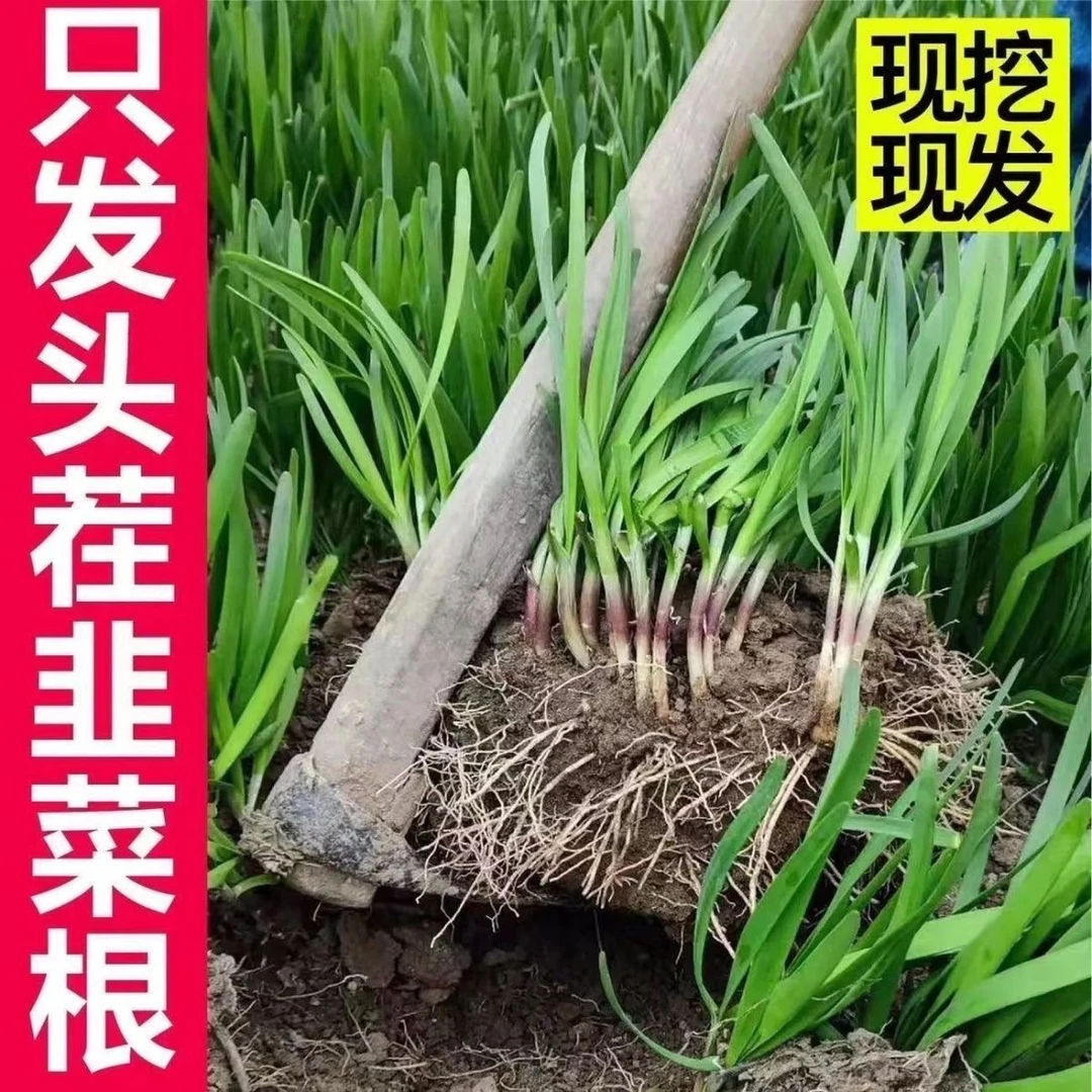（今日特价）当年新根独根红韭菜苗
