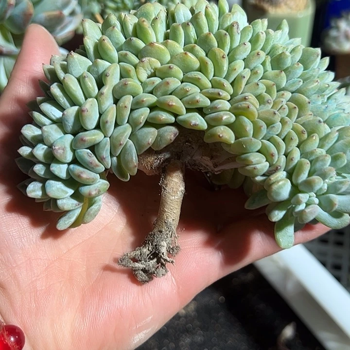 福利，正版星影鸡腿缀化3