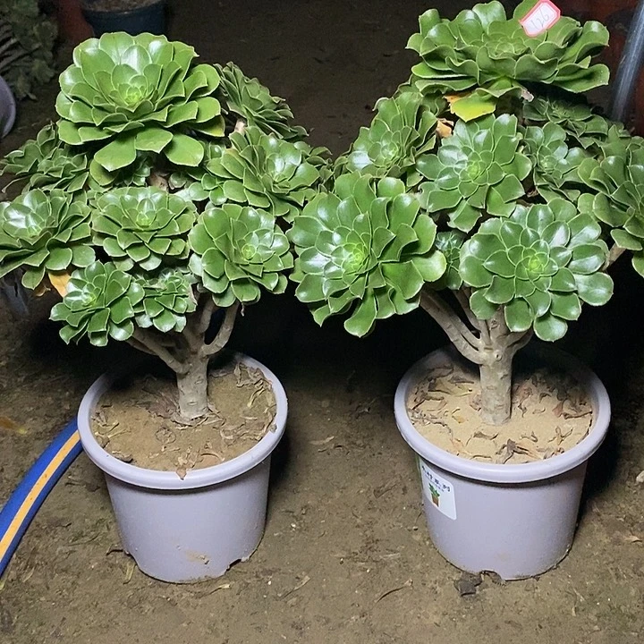 126，2棵124567788999900